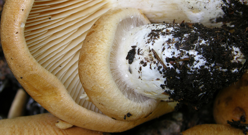 Cortinarius pseudocrassus da confermare.